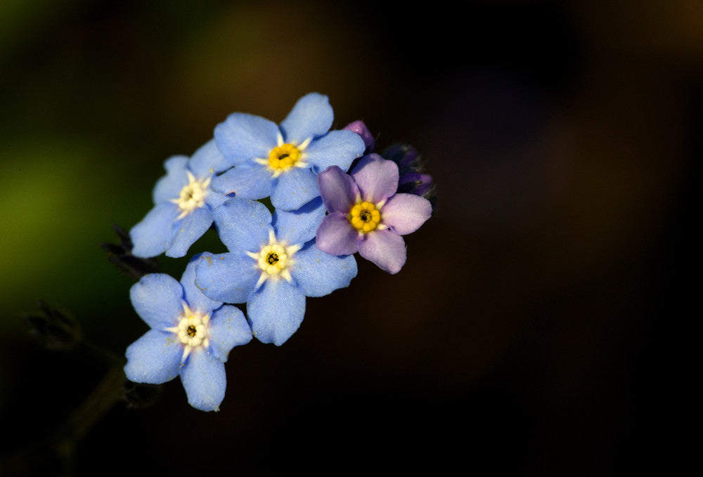 Spring Is Here & It's Time To Get Macro (125mm Voigtlander Apo-Lanthar f2.5 SL)